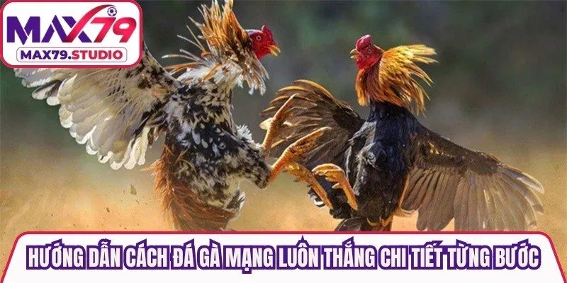 Hướng dẫn cách đá gà mạng luôn thắng chi tiết từng bước