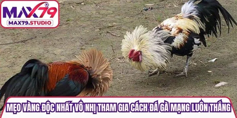 Mẹo vàng độc nhất vô nhị tham gia cách đá gà mạng luôn thắng