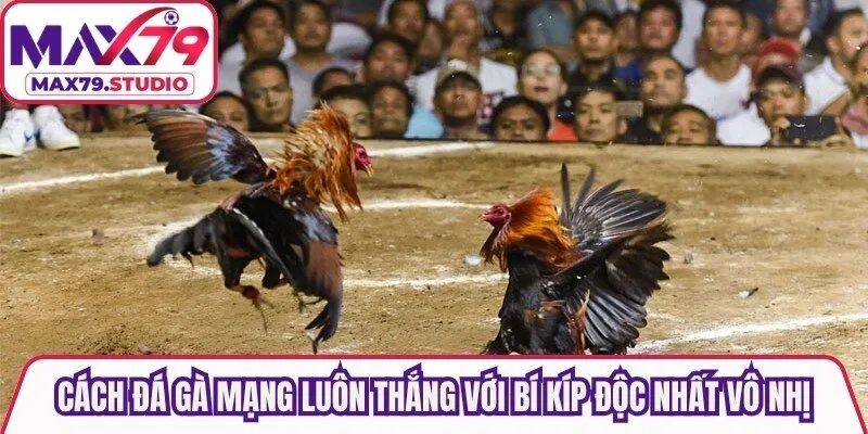 Cách đá gà mạng luôn thắng với những bí kíp độc nhất vô nhị