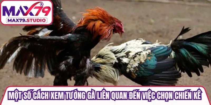 Một số cách xem tướng gà liên quan đến việc chọn chiến kê mạnh nhất