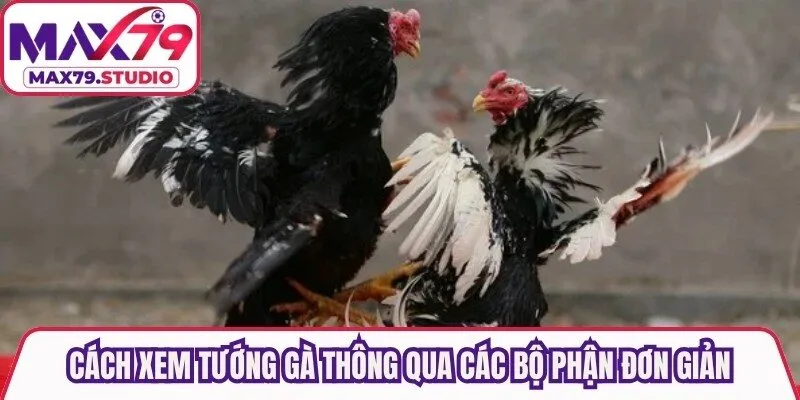 Cách xem tướng gà thông qua các bộ phận đơn giản