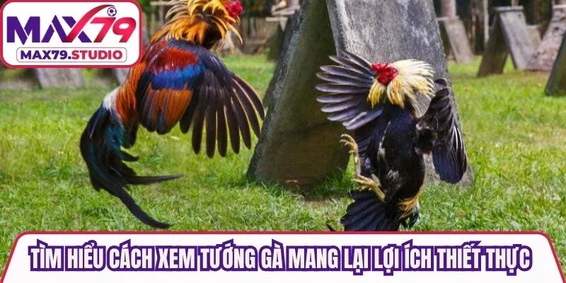 Tìm hiểu cách xem tướng gà mang lại nhiều lợi ích thiết thực cho người chơi