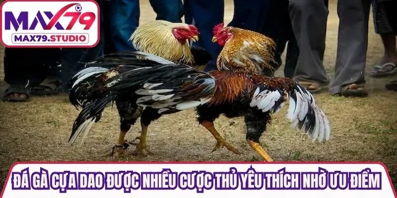 Đá gà cựa dao được nhiều cược thủ yêu thích nhờ những ưu điểm nổi bật