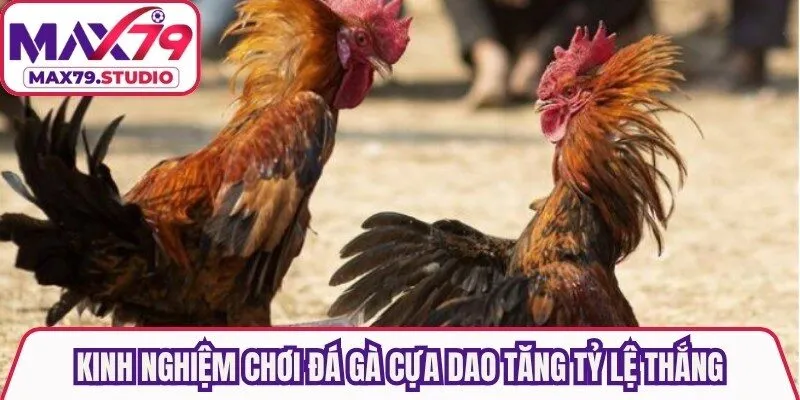 Kinh nghiệm chơi đá gà cựa dao tăng tỷ lệ thắng, tối ưu tiền cược