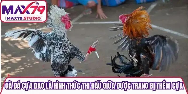 Gà đá cựa dao là hình thức thi đấu giữa hai chiến kê được trang bị thêm cựa