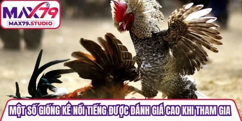 Một số giống kê nổi tiếng được đánh giá cao khi tham gia đá gà đòn