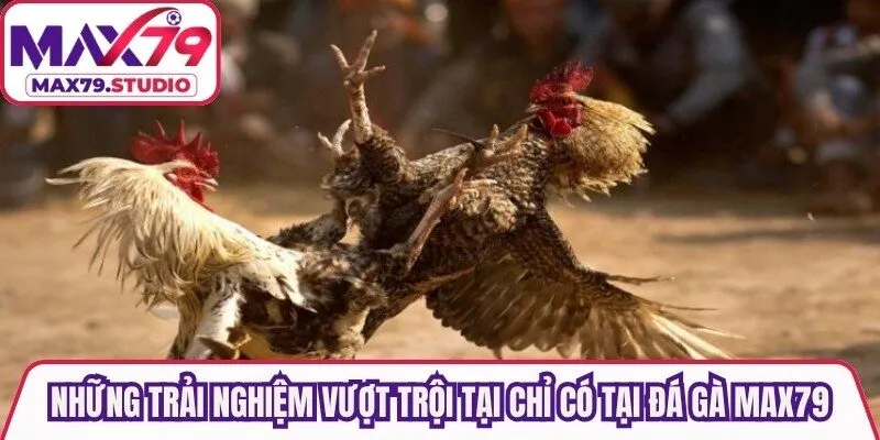 Những trải nghiệm vượt trội tại chỉ có tại  Đá Gà Max79