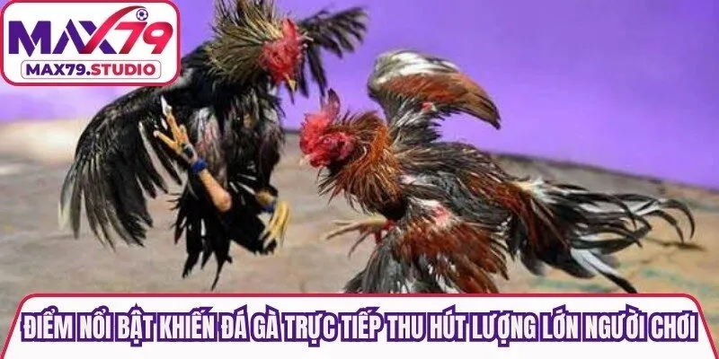 Điểm nổi bật khiến đá gà trực tiếp thu hút được lượng lớn người chơi