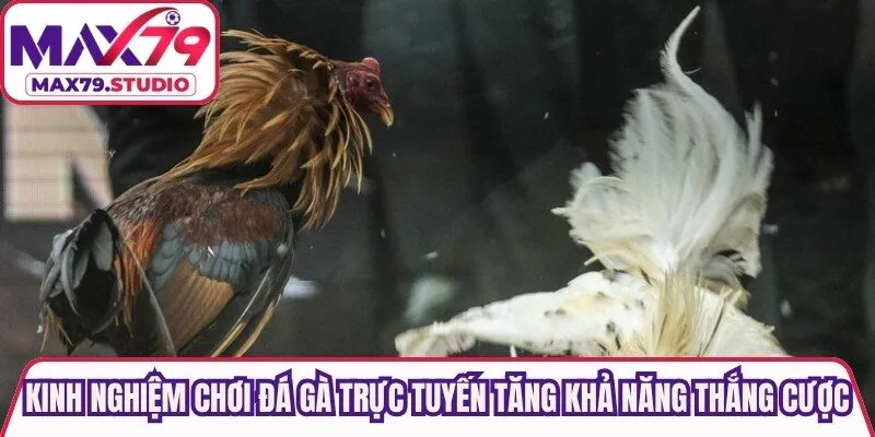 Kinh nghiệm chơi đá gà trực tuyến tăng khả năng thắng cược 
