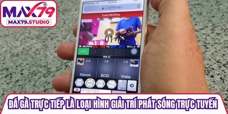 Đá gà trực tiếp là loại hình giải trí phát sóng trực tuyến hấp dẫn