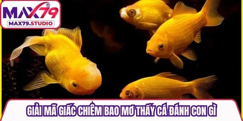 Giải mã giấc chiêm bao mơ thấy cá đánh con gì